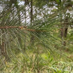 Allocasuarina littoralis (Black She-oak) at Broulee Moruya Nature Observation Area - 27 Jan 2024 by Tapirlord