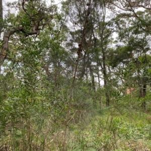 Allocasuarina littoralis at Broulee, NSW - 27 Jan 2024 05:50 PM