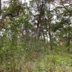 Allocasuarina littoralis at Broulee, NSW - 27 Jan 2024