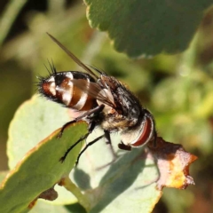 Unidentified Bristle Fly (Tachinidae) at O'Connor, ACT - 27 Feb 2024 by ConBoekel