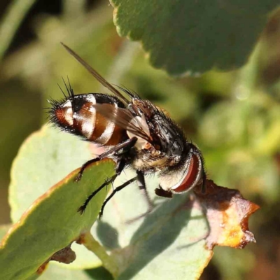 Unidentified Bristle Fly (Tachinidae) at Black Mountain - 27 Feb 2024 by ConBoekel