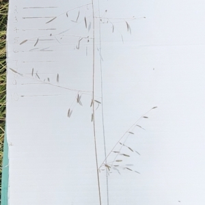 Eragrostis brownii at Mount Taylor - 6 Mar 2024