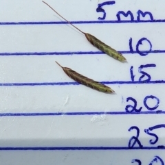 Eragrostis brownii at Mount Taylor - 6 Mar 2024