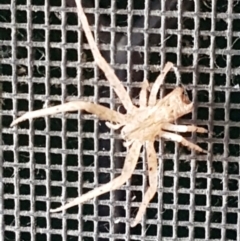 Sidymella sp. (genus) (A crab spider) at Forrest, ACT - 6 Mar 2024 by wandering