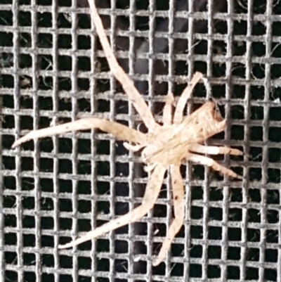 Sidymella sp. (genus) (A crab spider) at Forrest, ACT - 5 Mar 2024 by wandering