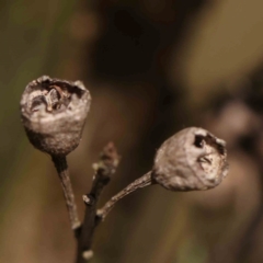 Kunzea ericoides (Burgan) at Black Mountain - 28 Feb 2024 by ConBoekel