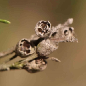 Kunzea ericoides at Black Mountain - 28 Feb 2024