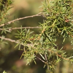 Kunzea ericoides at Black Mountain - 28 Feb 2024