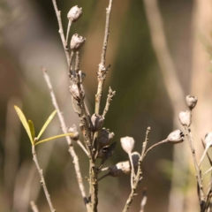 Kunzea ericoides at Black Mountain - 28 Feb 2024 10:37 AM