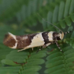 Macrobathra chrysotoxa (A cosmet moth) at O'Connor, ACT - 27 Feb 2024 by ConBoekel