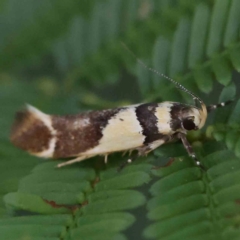 Macrobathra chrysotoxa (A Cosmet moth (Cosmopteriginae) at O'Connor, ACT - 28 Feb 2024 by ConBoekel