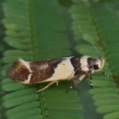 Macrobathra chrysotoxa at O'Connor, ACT - 28 Feb 2024