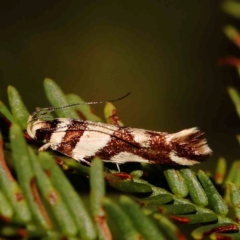 Macrobathra desmotoma ( A Cosmet moth) at O'Connor, ACT - 27 Feb 2024 by ConBoekel