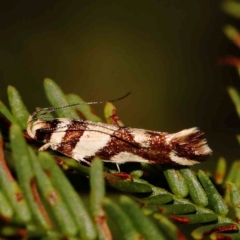 Macrobathra desmotoma ( A Cosmet moth) at O'Connor, ACT - 28 Feb 2024 by ConBoekel