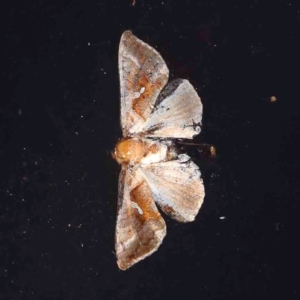 Chrysodeixis eriosoma at Black Mountain - 28 Feb 2024