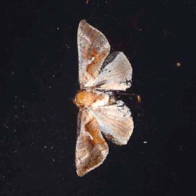 Chrysodeixis eriosoma (Green Looper) at Black Mountain - 28 Feb 2024 by ConBoekel