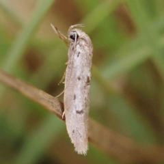 Philobota (genus) (Unidentified Philobota genus moths) at Black Mountain - 27 Feb 2024 by ConBoekel