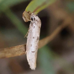 Philobota (genus) at Black Mountain - 28 Feb 2024 10:06 AM