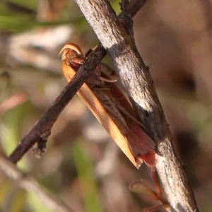 Eochrois dejunctella at O'Connor, ACT - 28 Feb 2024 10:02 AM