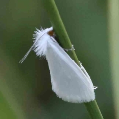 Tipanaea patulella (The White Crambid moth) at O'Connor, ACT - 28 Feb 2024 by ConBoekel