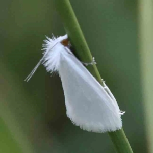 Tipanaea patulella at O'Connor, ACT - 28 Feb 2024 10:31 AM