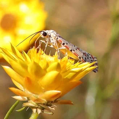 Utetheisa (genus) (A tiger moth) at Black Mountain - 28 Feb 2024 by ConBoekel