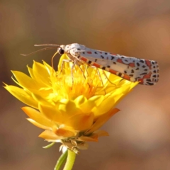 Utetheisa (genus) at Black Mountain - 28 Feb 2024 09:58 AM