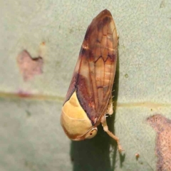 Brunotartessus fulvus (Yellow-headed Leafhopper) at Black Mountain - 27 Feb 2024 by ConBoekel