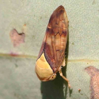 Brunotartessus fulvus (Yellow-headed Leafhopper) at Black Mountain - 28 Feb 2024 by ConBoekel