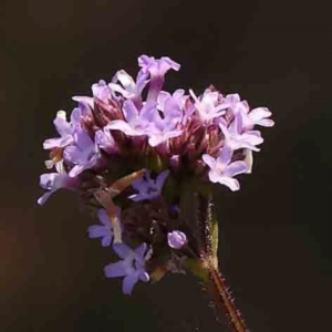 Verbena incompta at Black Mountain - 28 Feb 2024 10:41 AM