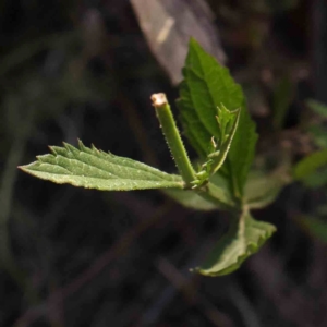 Verbena incompta at Black Mountain - 28 Feb 2024