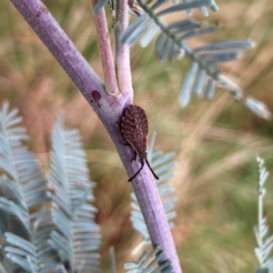 Agriopocoris sp. (genus) at Wallaroo, NSW - 2 Mar 2024