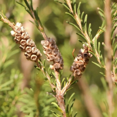 Melaleuca parvistaminea (Small-flowered Honey-myrtle) at Black Mountain - 28 Feb 2024 by ConBoekel