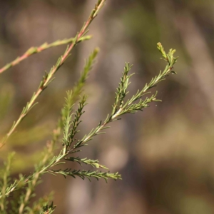 Melaleuca parvistaminea at Black Mountain - 28 Feb 2024 11:11 AM