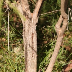 Melaleuca parvistaminea at Black Mountain - 28 Feb 2024