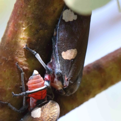 Eurymela distincta (Gumtree leafhopper) at Black Mountain - 28 Feb 2024 by ConBoekel