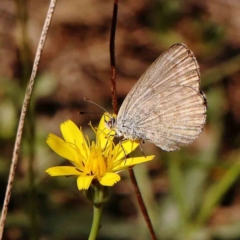 Zizina otis (Common Grass-Blue) at O'Connor, ACT - 28 Feb 2024 by ConBoekel