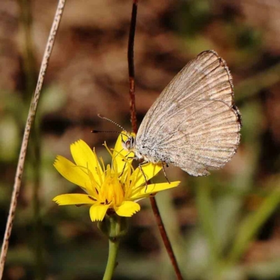 Zizina otis (Common Grass-Blue) at O'Connor, ACT - 28 Feb 2024 by ConBoekel