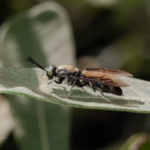 Hermetia illucens at Macgregor, ACT - 5 Mar 2024 05:02 PM