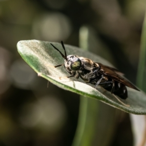 Hermetia illucens at Macgregor, ACT - 5 Mar 2024 05:02 PM