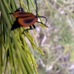 Porrostoma sp. (genus) (Lycid, Net-winged beetle) at Hackett, ACT - 5 Mar 2024 by JenniM