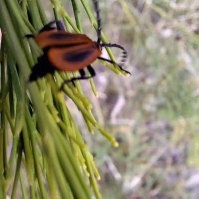 Porrostoma sp. (genus) (Lycid, Net-winged beetle) at Hackett, ACT - 5 Mar 2024 by JenniM