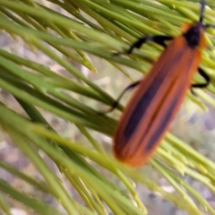 Porrostoma sp. (genus) at Mount Majura - 6 Mar 2024