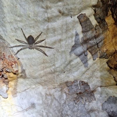 Isopeda or Isopedella sp. (genus) (Huntsman) at Hackett, ACT - 23 Nov 2023 by JenniM