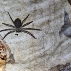 Isopeda or Isopedella sp. (genus) at Mount Majura - 23 Nov 2023