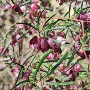 Dodonaea viscosa subsp. angustissima at Mount Majura - 2 Nov 2023
