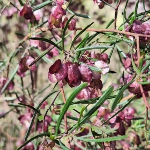 Dodonaea viscosa subsp. angustissima at Mount Majura - 2 Nov 2023 09:34 AM