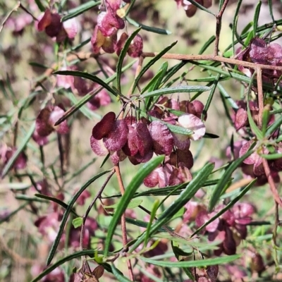 Dodonaea viscosa subsp. angustissima (Hop Bush) at Hackett, ACT - 1 Nov 2023 by JenniM