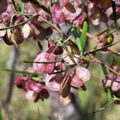 Dodonaea viscosa subsp. angustissima at Mount Majura - 2 Nov 2023 09:34 AM