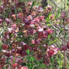 Dodonaea viscosa subsp. angustissima at Mount Majura - 2 Nov 2023 09:34 AM